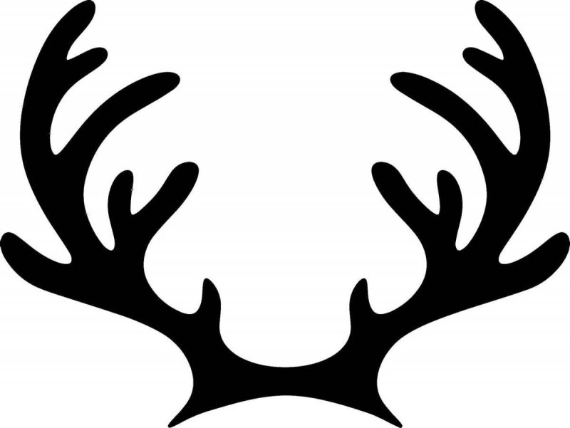 Рога оленя