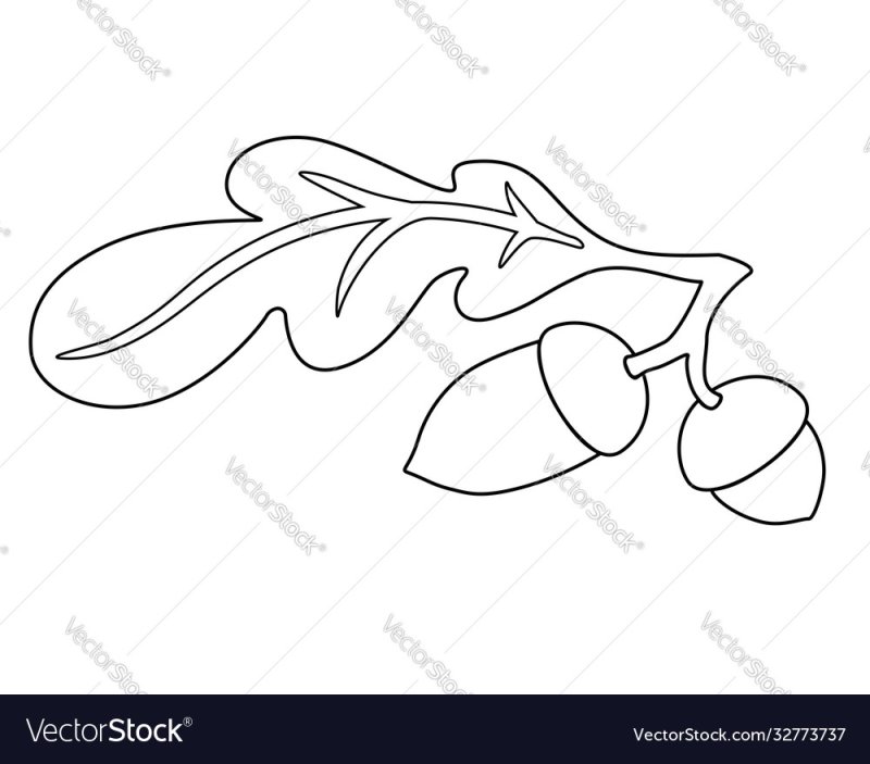 Раскраска ветка дуба с желудями