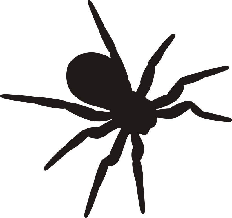 Паучок трафарет