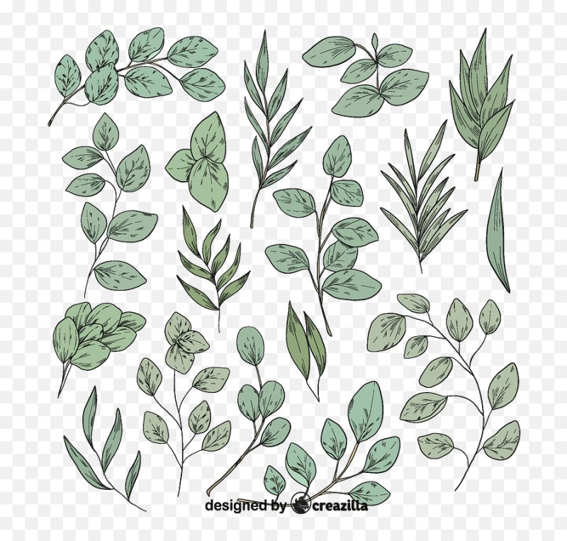 Eucalyptus вектор