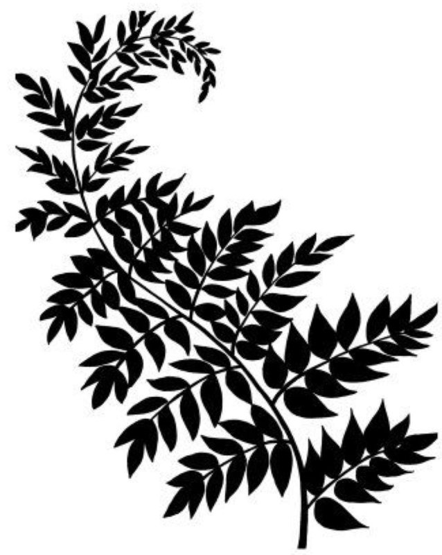 Папоротник трафарет
