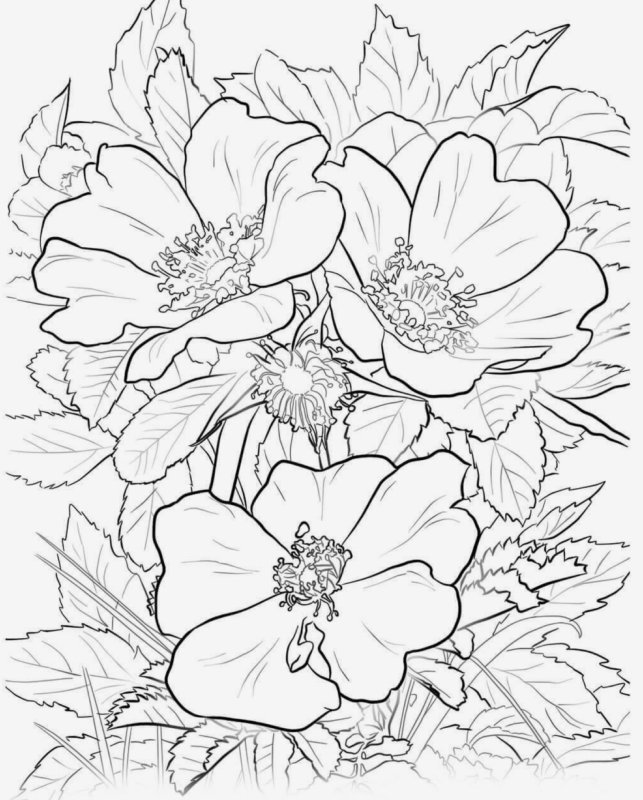 Раскраски для взрослых цветы