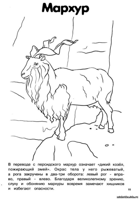 Красная книга раскраска