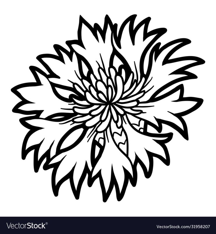 Василек цветок раскраска для детей