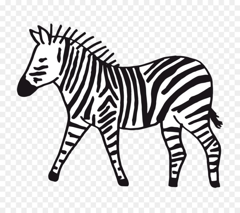 Зебра раскраска