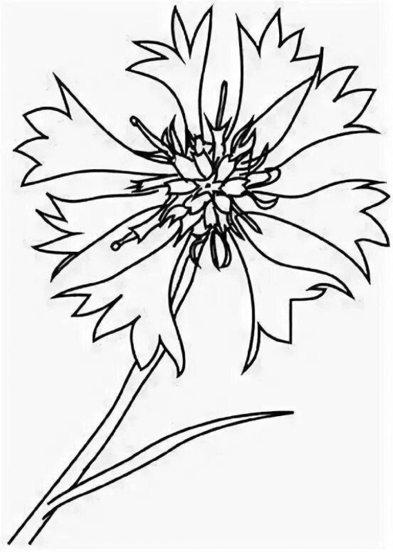 Раскраски цветы васильки