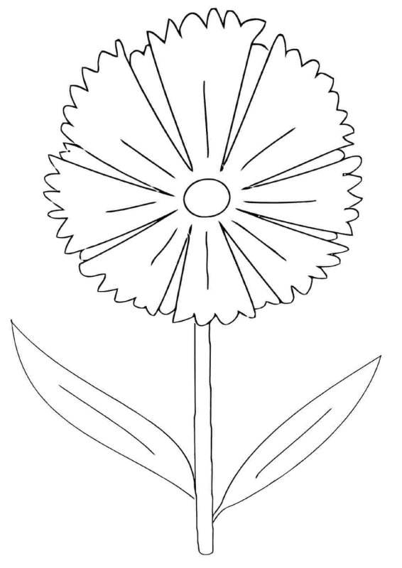 Раскраски цветы васильки