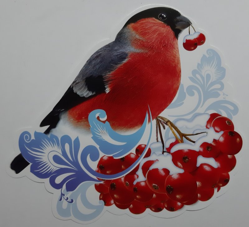 Желтогрудый Снегирь