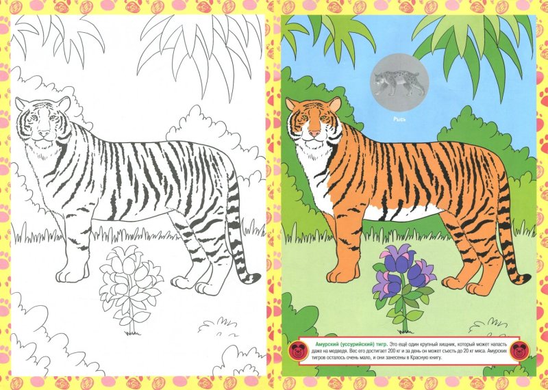 Тигр. Раскраска