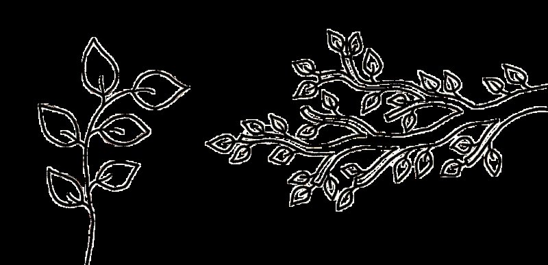 Ветка с листьями раскраска