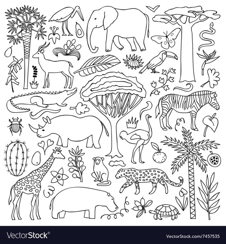 Животный мир Африки раскраска