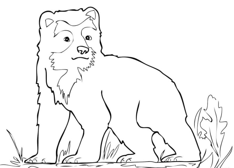 Медведь раскраска для детей