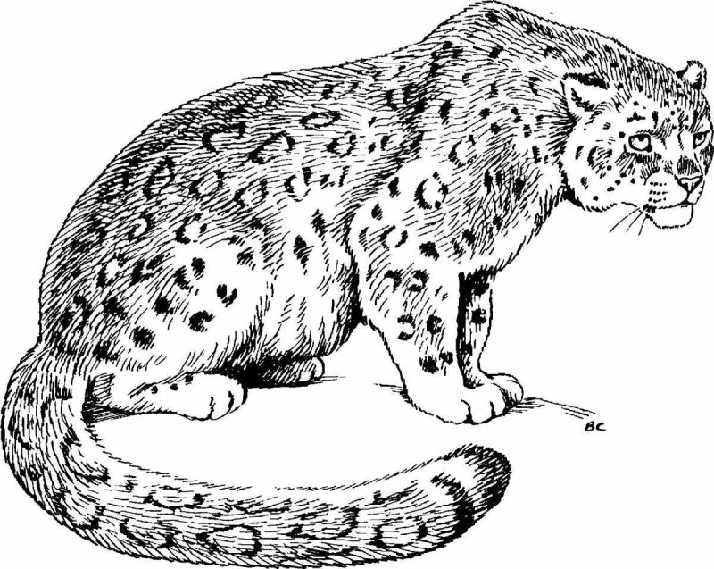 Барс раскраска