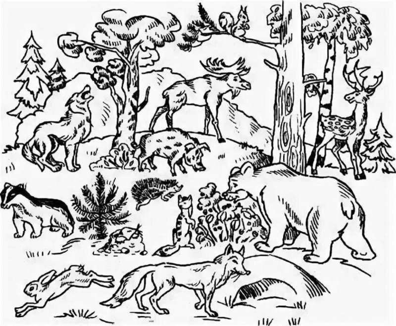 Дикие животные леса раскраски для детей