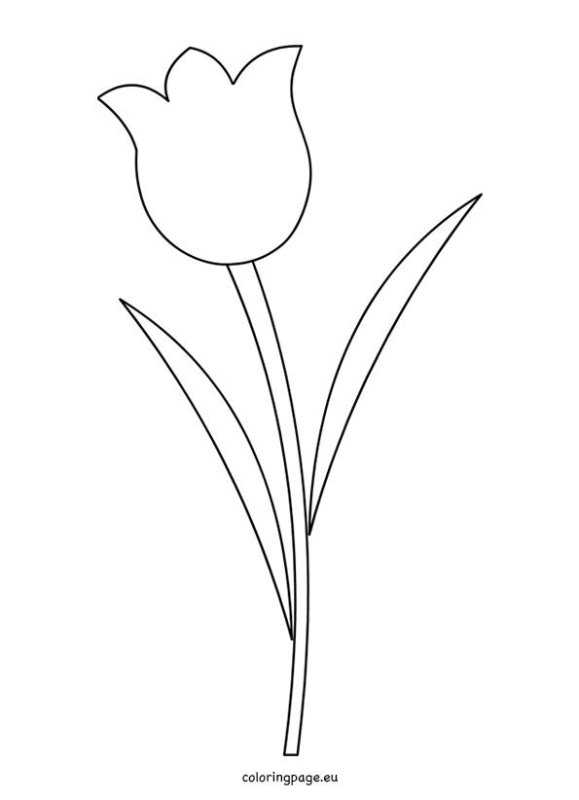 Тюльпан раскраска для детей