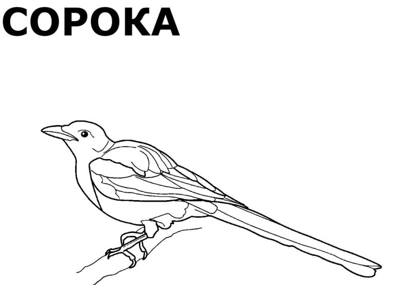 Птицы. Раскраска