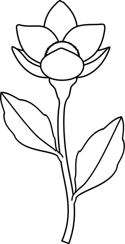 Рисунки цветов