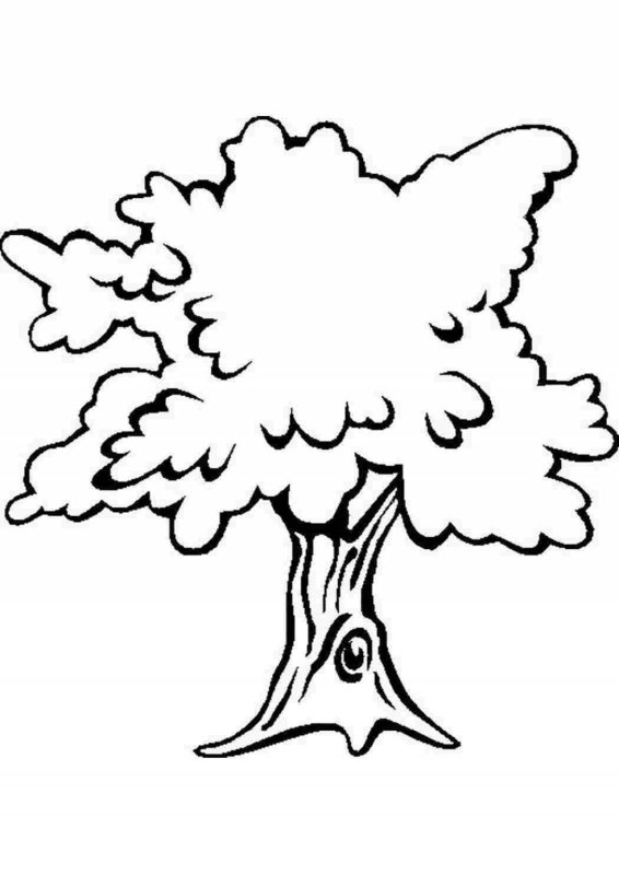 Дерево дуб раскраска