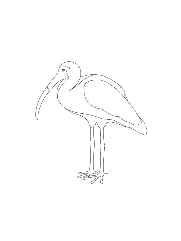 Ибис раскраска