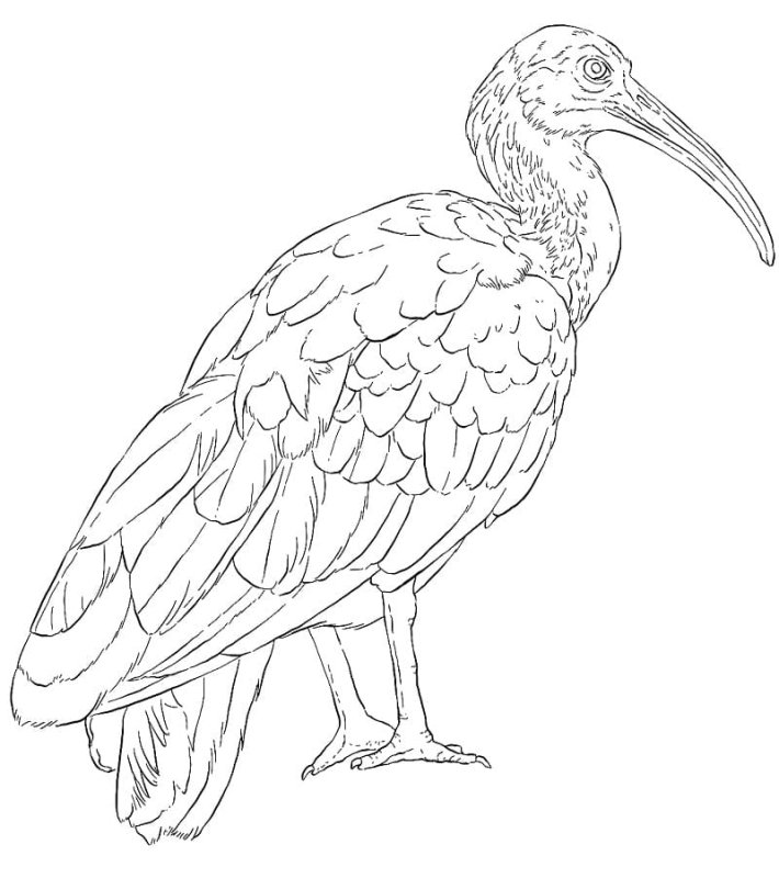 Ибис раскраска