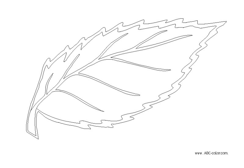 Шаблоны листьев цветов