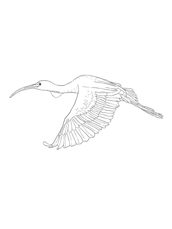 Раскраска для Абис Пейт