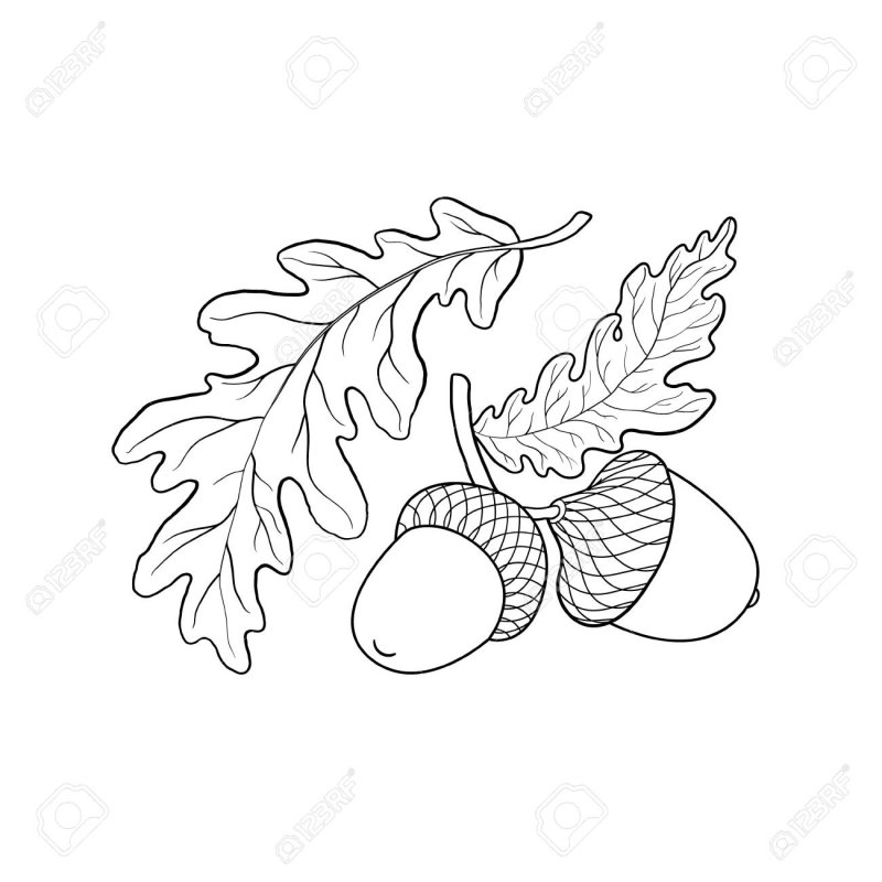 Дубовая ветка эскиз