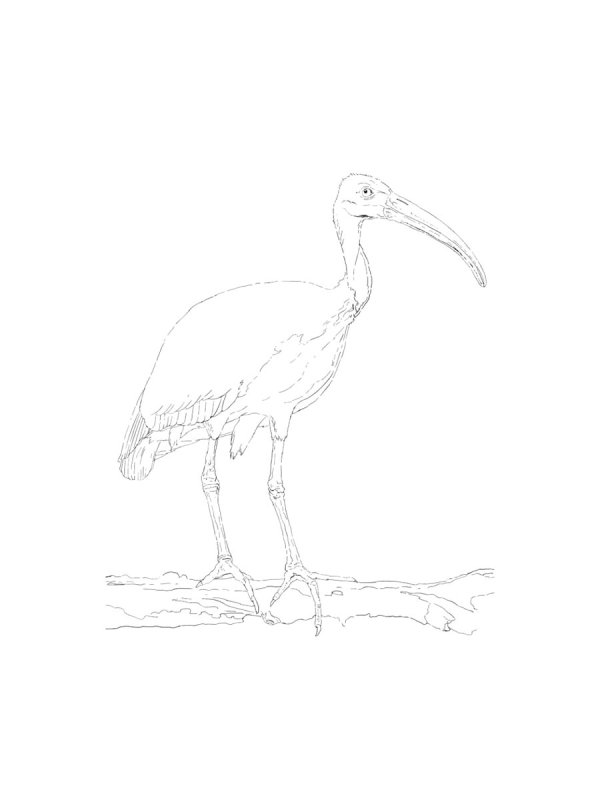 Ибис эскиз