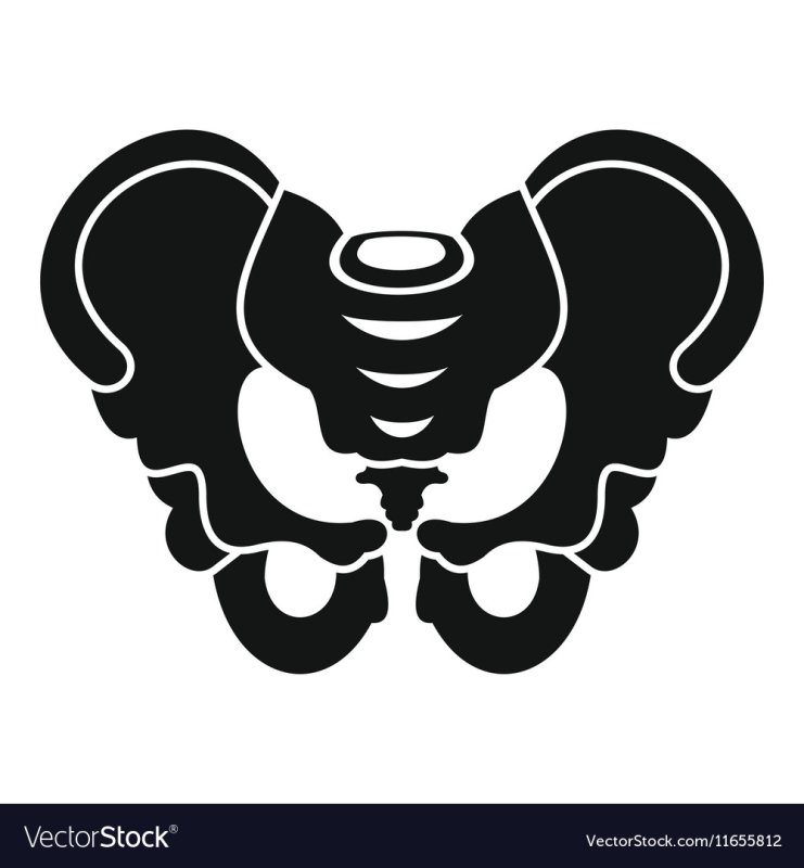 Кости таза трафарет