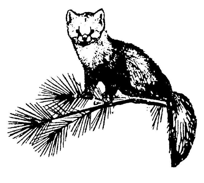 Соболь рисунок