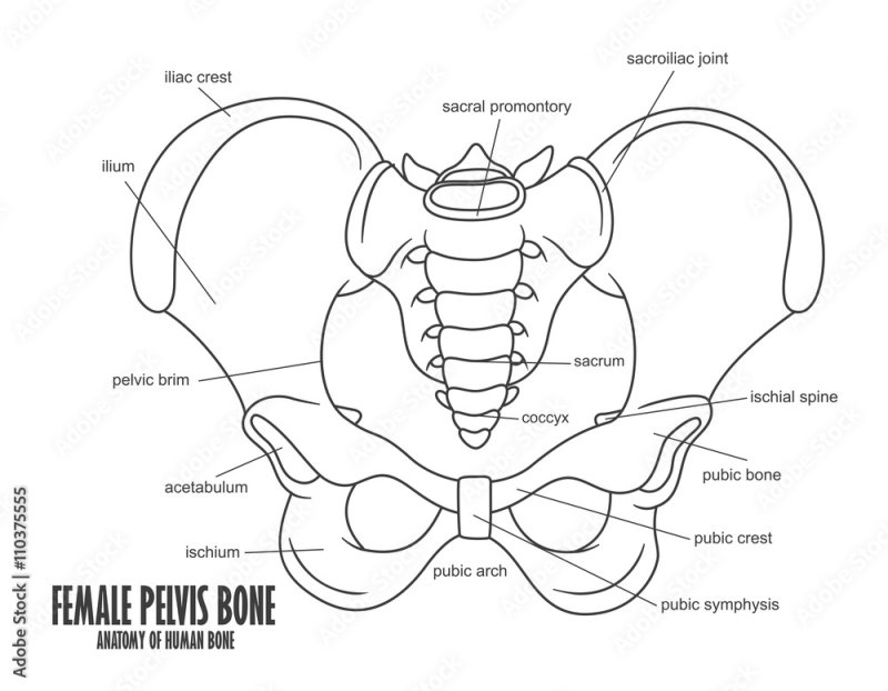 Схема костей таза