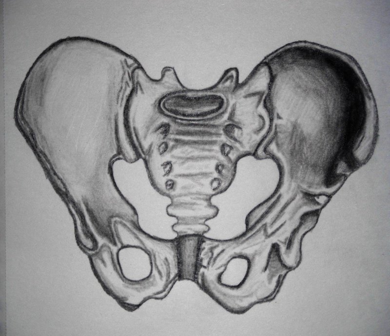 Скелет таза