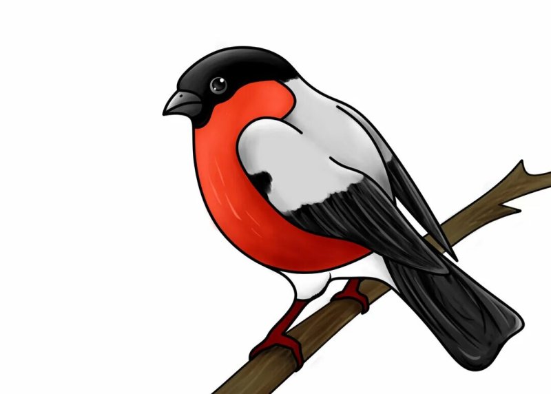 Снегирь рисунок