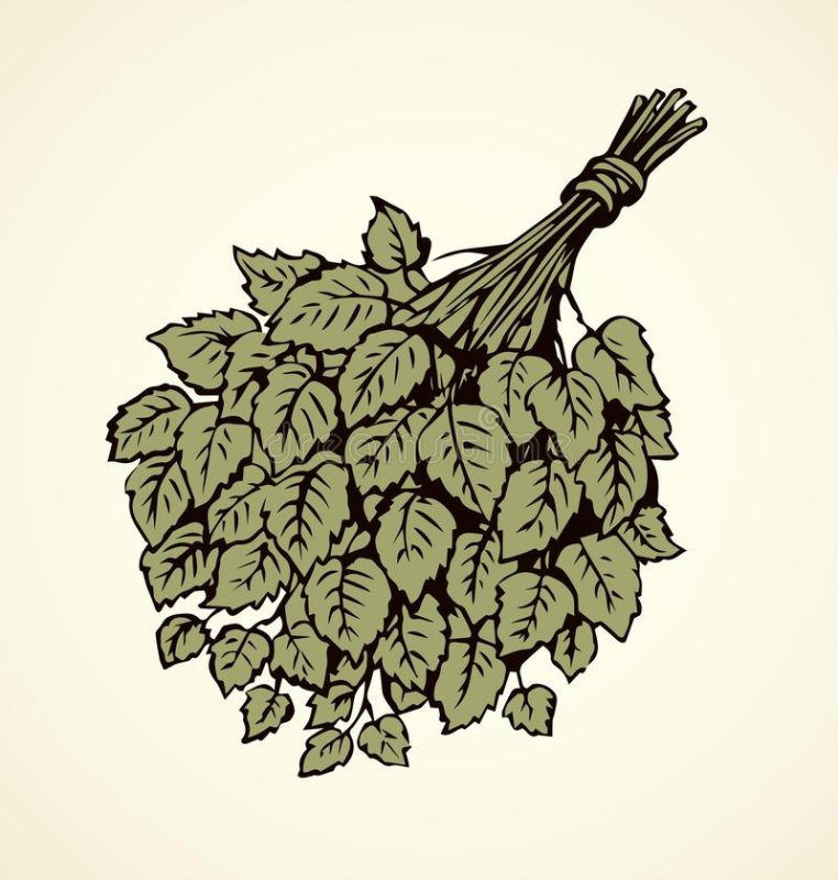 Дубовый веник вектор