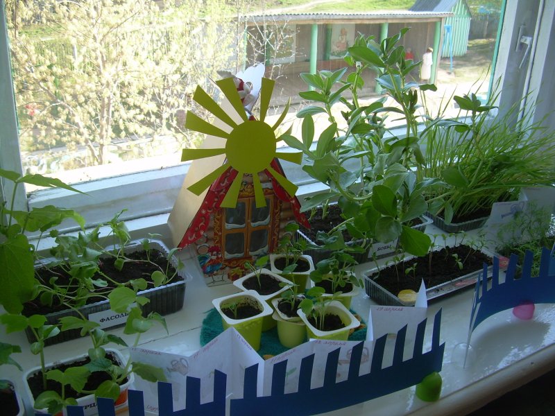 Огород на окне в ДОУ