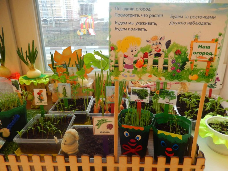 Огород на окне в детском саду