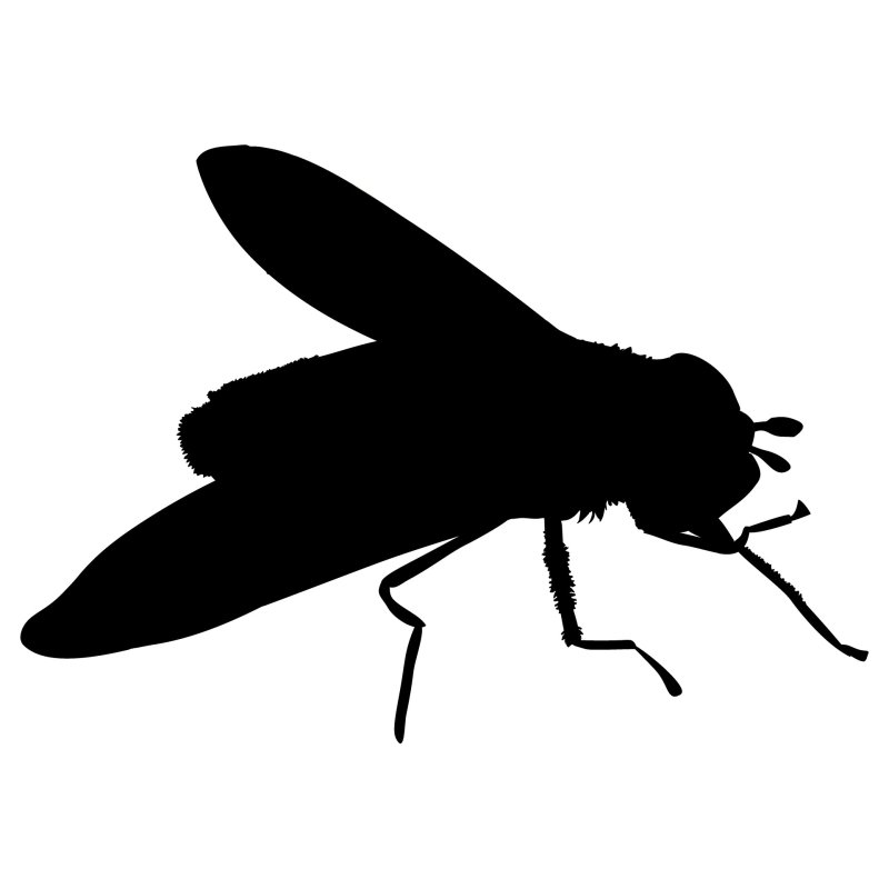 Силуэты насекомых для детей