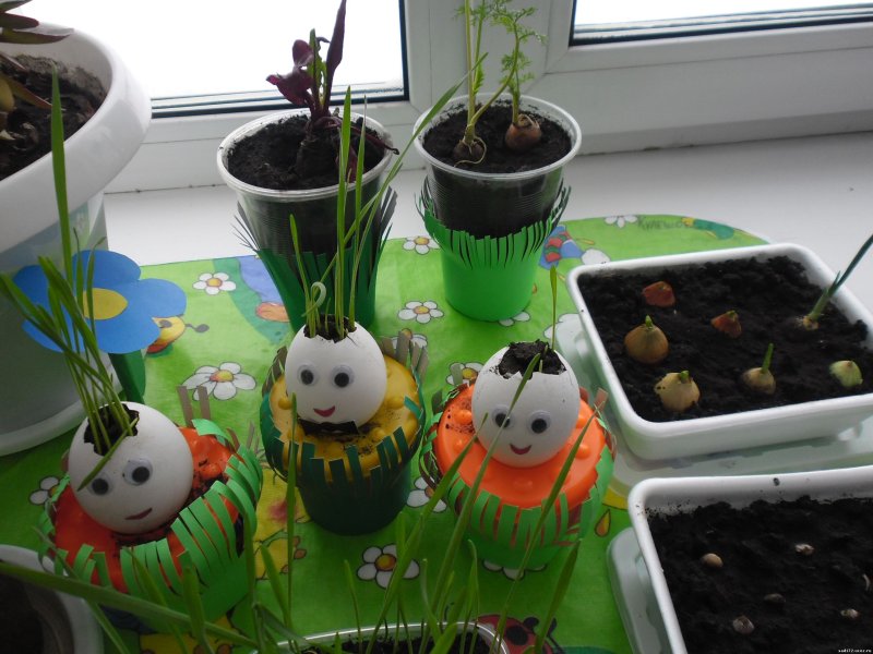 Огород на подоконнике в детском саду