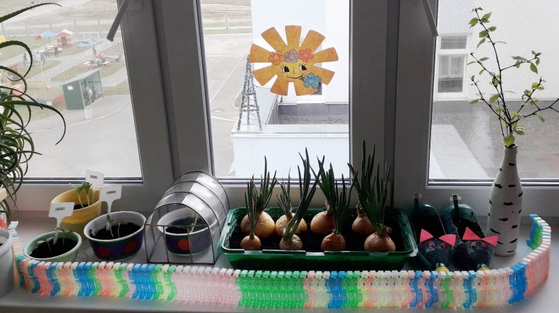 Огород на окошке в детском саду