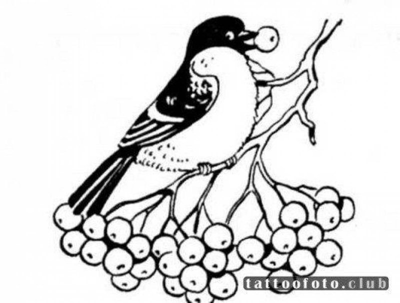 Снегирь на ветке раскраска