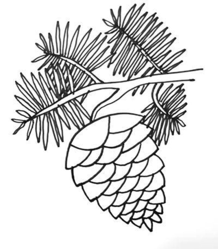 Шишки для раскрашивания