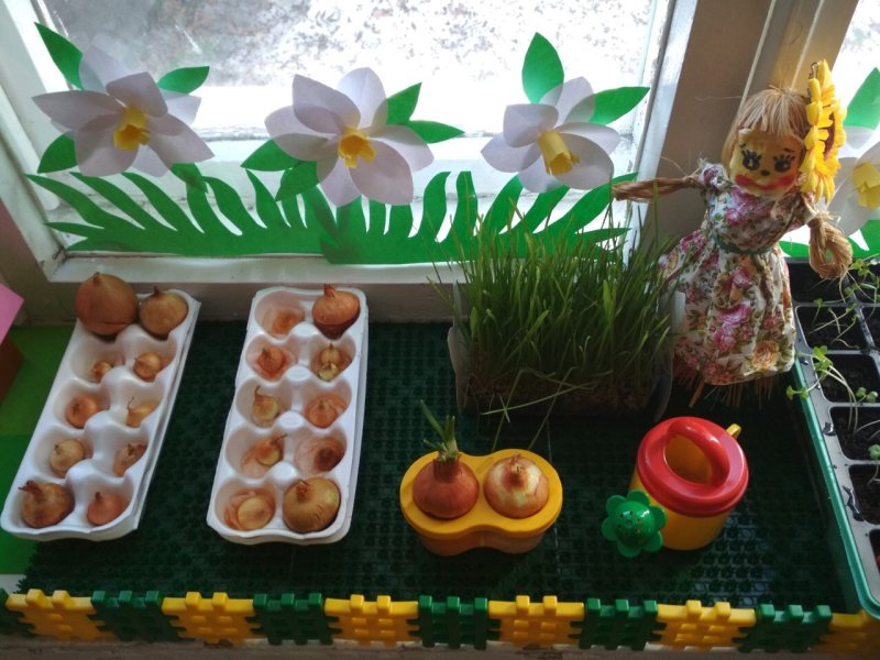 Мини огород в ДОУ на подоконнике