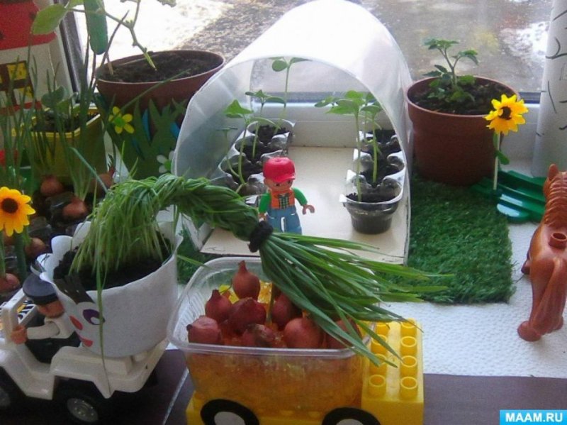 Огород в дет саду на подоконнике