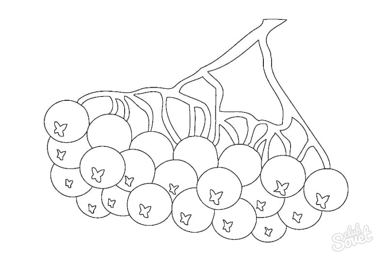 Рябина раскраска