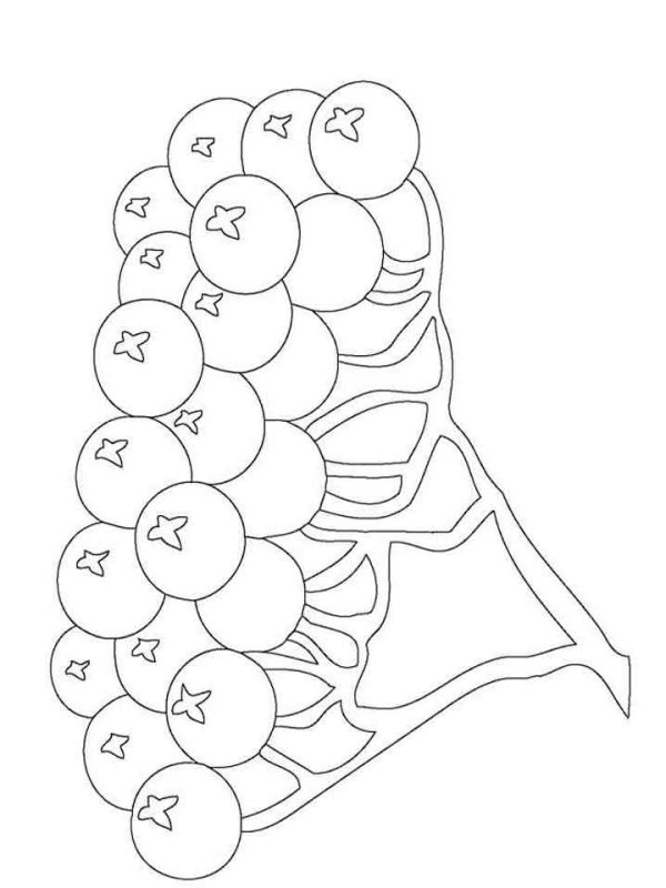 Рябина раскраска