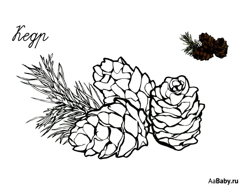 "Шишки Выжигание"