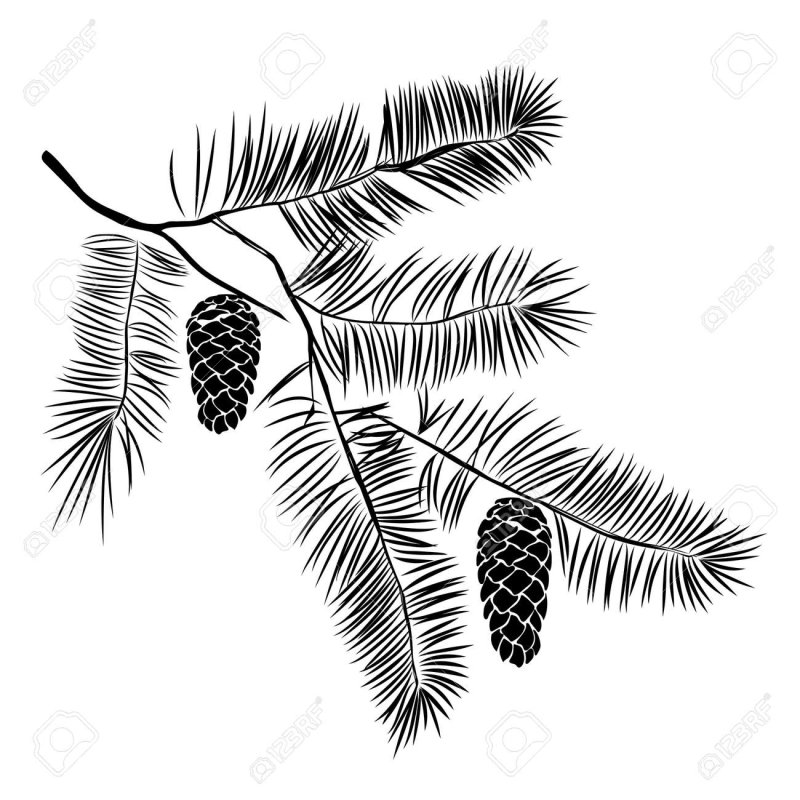 Ветка с шишками вектор