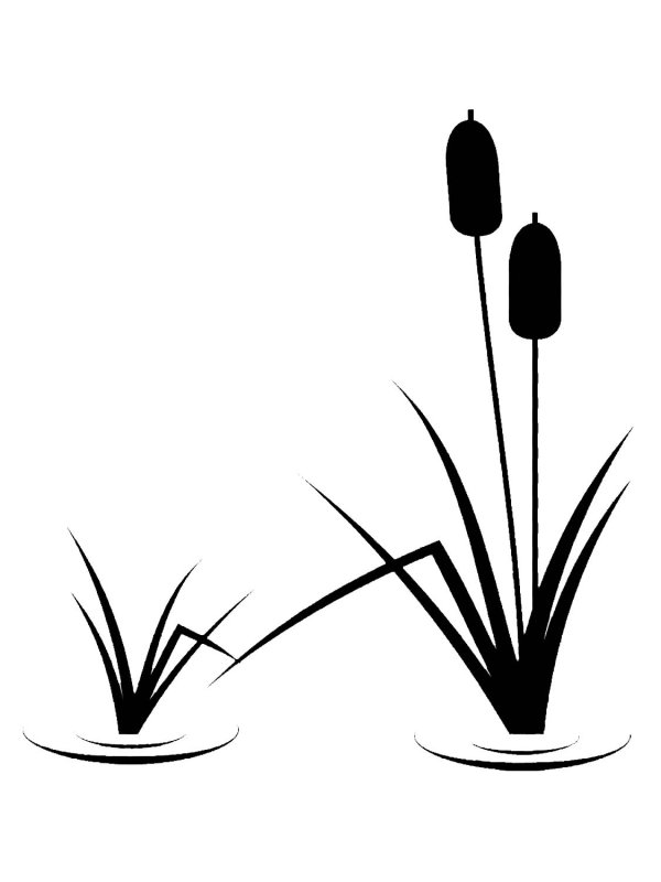 Камыши силуэт