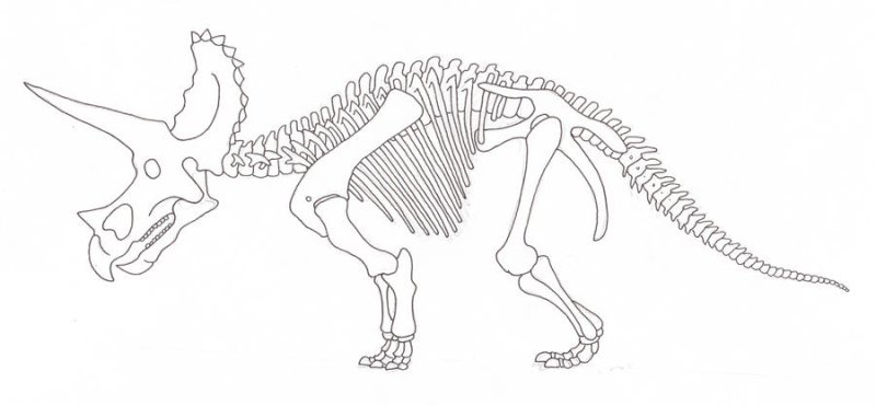 Кости динозавра раскраска