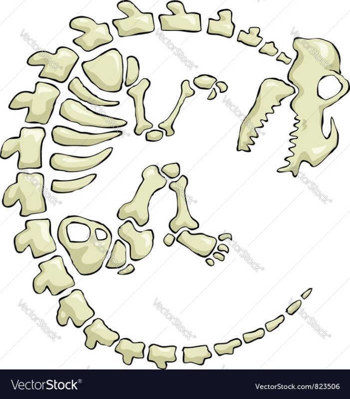 Скелет динозавра трафарет